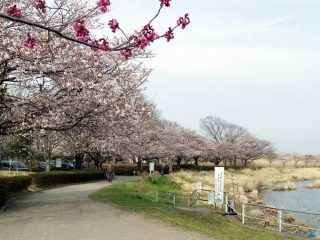 桜開花状況(2017.4.5)