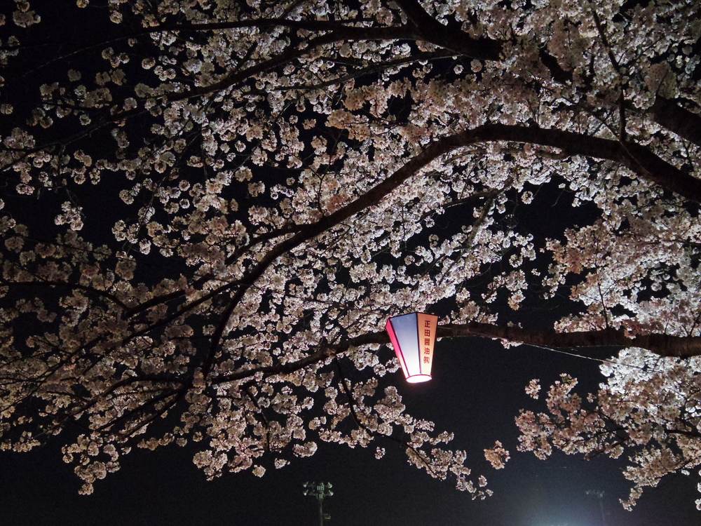 君和田富士郎、【カラーアップされた野川の夜桜】、希少画集画より 君和田富士郎、【カラーアップされた野川の夜桜】、希少画集画