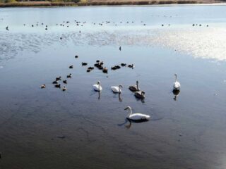 多々良沼と城沼の白鳥飛来情報が公開されました【2023-24】