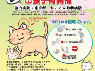 一斉TNR 猫の避妊・去勢 出張手術 2024.3.3
