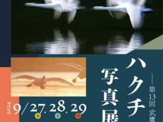 第13回 ハクチョウ写真展@館林市 2024.9.27-29