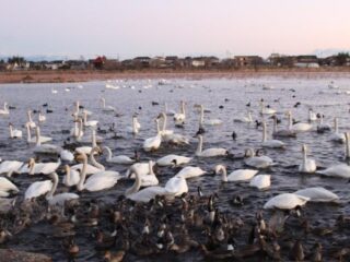 こもりぬ白鳥観察会@館林市 2025.1.18-19