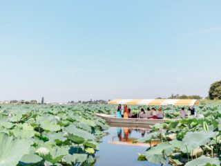 夏の城沼 花ハスまつり@館林市 2025.7.10-8.31