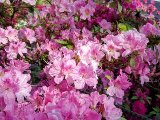 2026年よりつつじまつり入園料が改定されます【見頃期間の細分化】