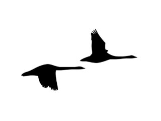 里沼の白鳥情報 2026.2.20