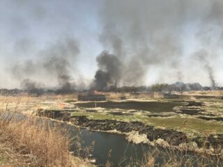 多々良沼ヨシ焼き 2026.3.13