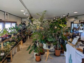 観葉植物専門店『Green Spot Philon』に行きました【観葉植物初心者】