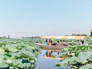 夏の城沼 花ハスまつり@館林市 2026.7.10-8.31